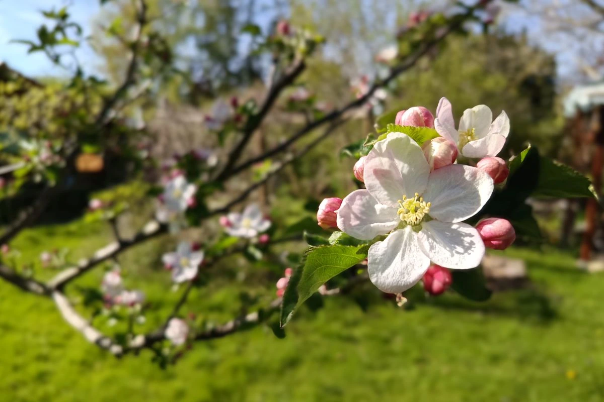 Apfelblüte (Foto: Peter Marwan)