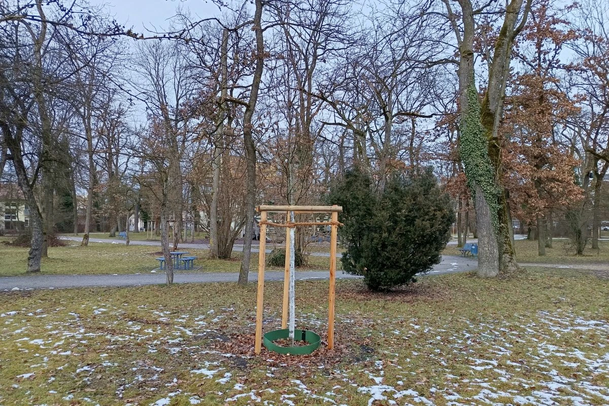 Neu gepflanzter Baum im Lohwald in Unterschleißheim (Bild: Peter Marwan)