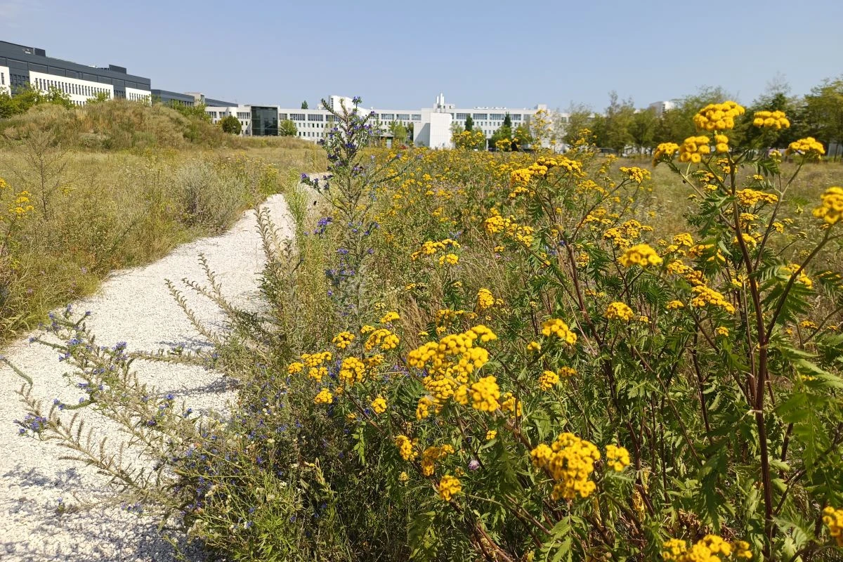 Brachfläche mit Wildblumen und Schotterweg (Foto: Peter Marwan)