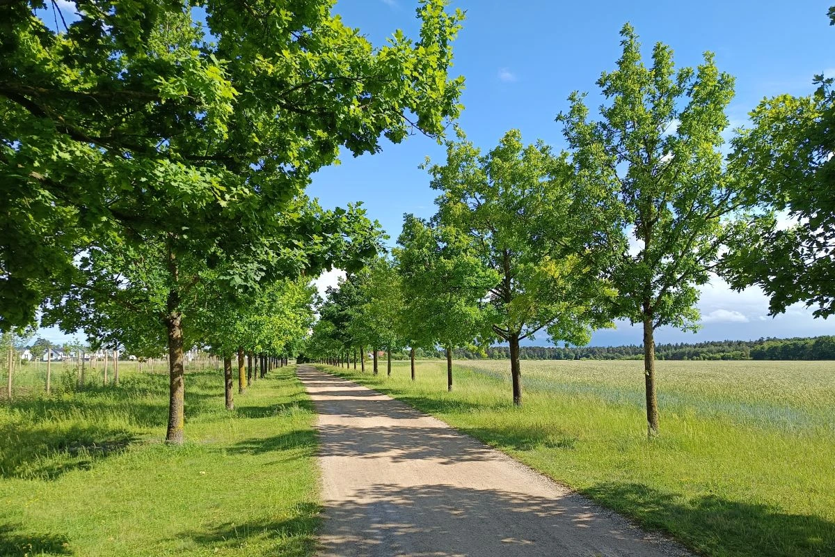 Eichenallee zwischen Waldfriedhof und Lohhof-Süd in Unterschleißheim. (Foto: Peter Marwan)