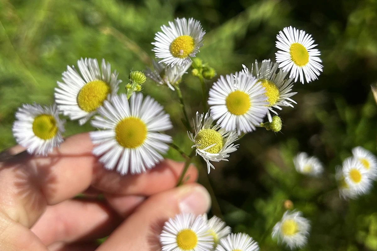 Blüten des „Einjährigen Berufkrauts“ mit gelber Mitteb und weißen Blütenblättern (Foto: Landkreis München (Foto: Landkreis München)