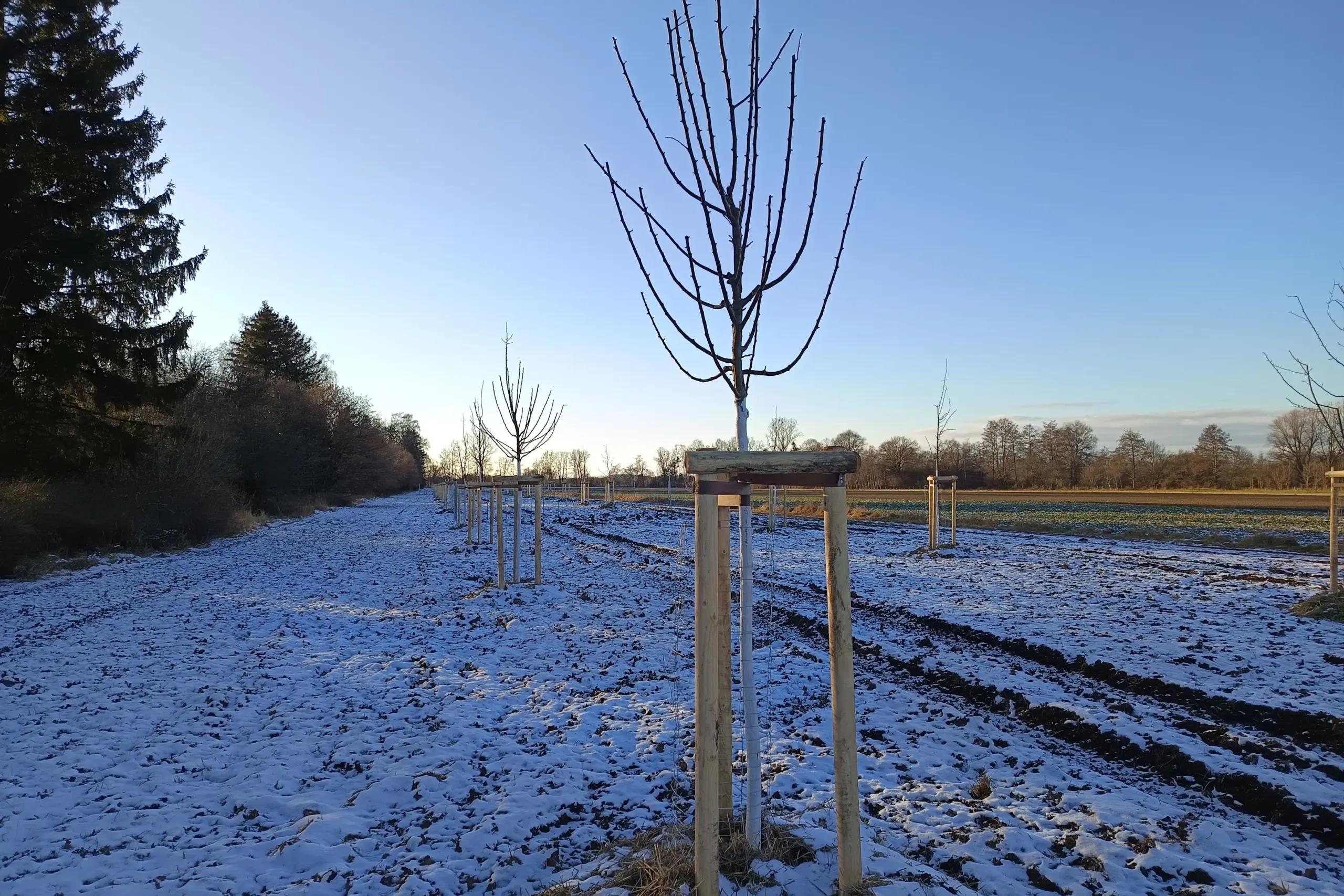 In zwei langen Reihen hat die Stadt Unterschleißheim in Riedmoos 194 Obstbäume angepflanzt. (Bild: Peter Marwan)