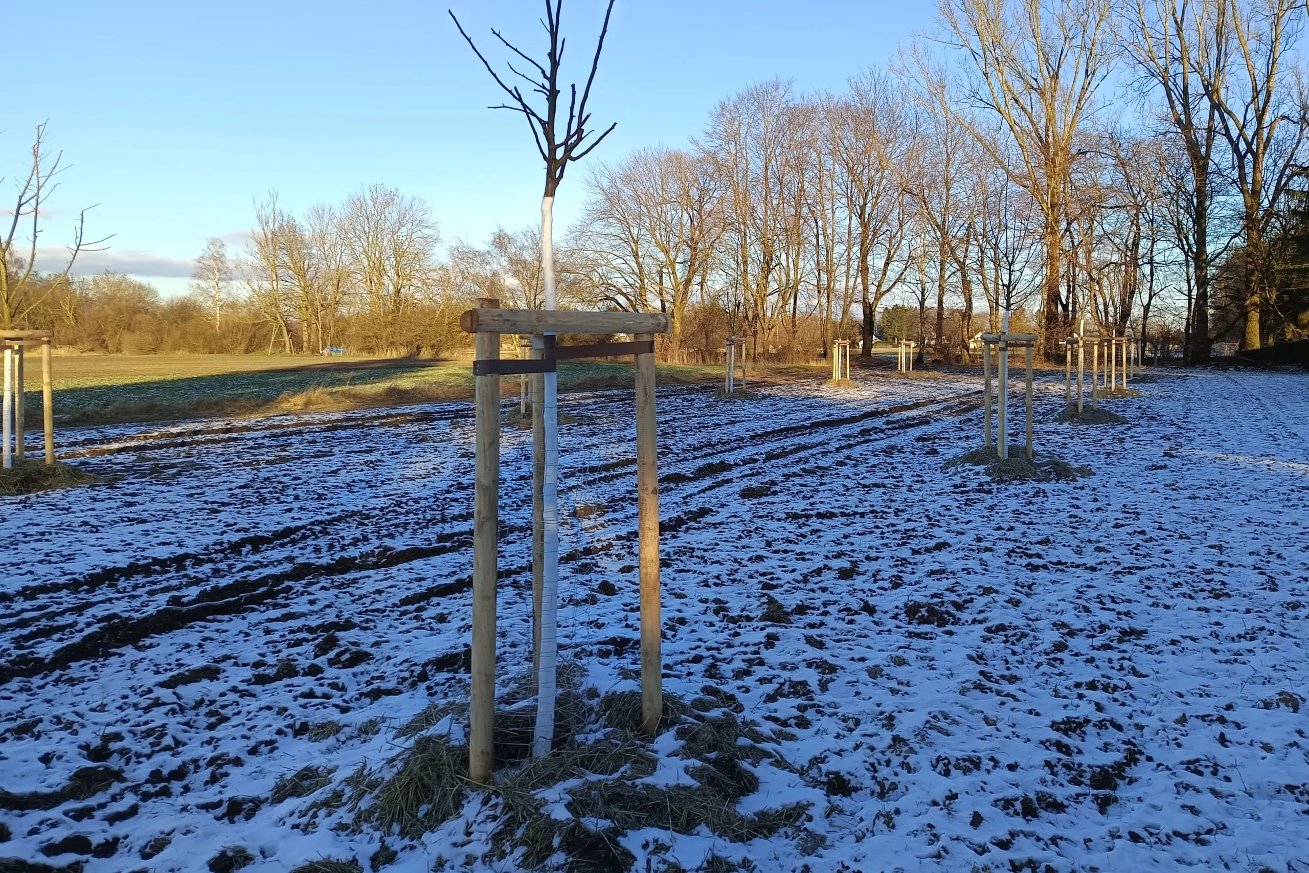 Neu gepflanzte Streuobstwiese in Riedmoos (Bild: Peter Marwan)