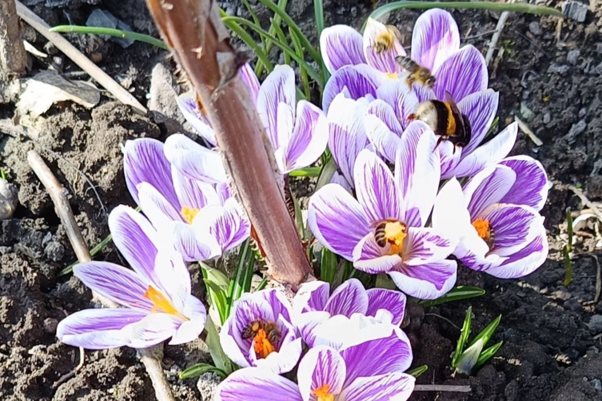 Blühende Kroskus mit Bienen und Hummel (Foto: Peter Marwan)