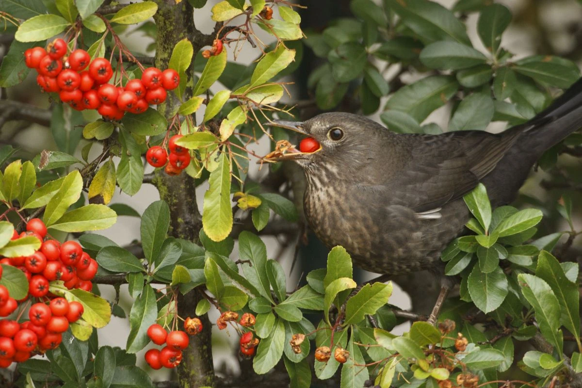 schwarzer Vogel miot einer rote Beere im Schnabel sitzt in einer dichten Hecke.