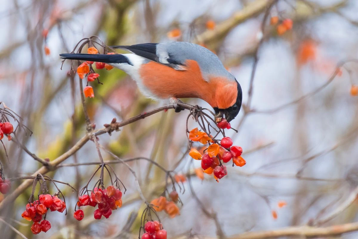 Der Gartenvogel Gimpel sitzt auf einem Ast und frisst rote Beeren