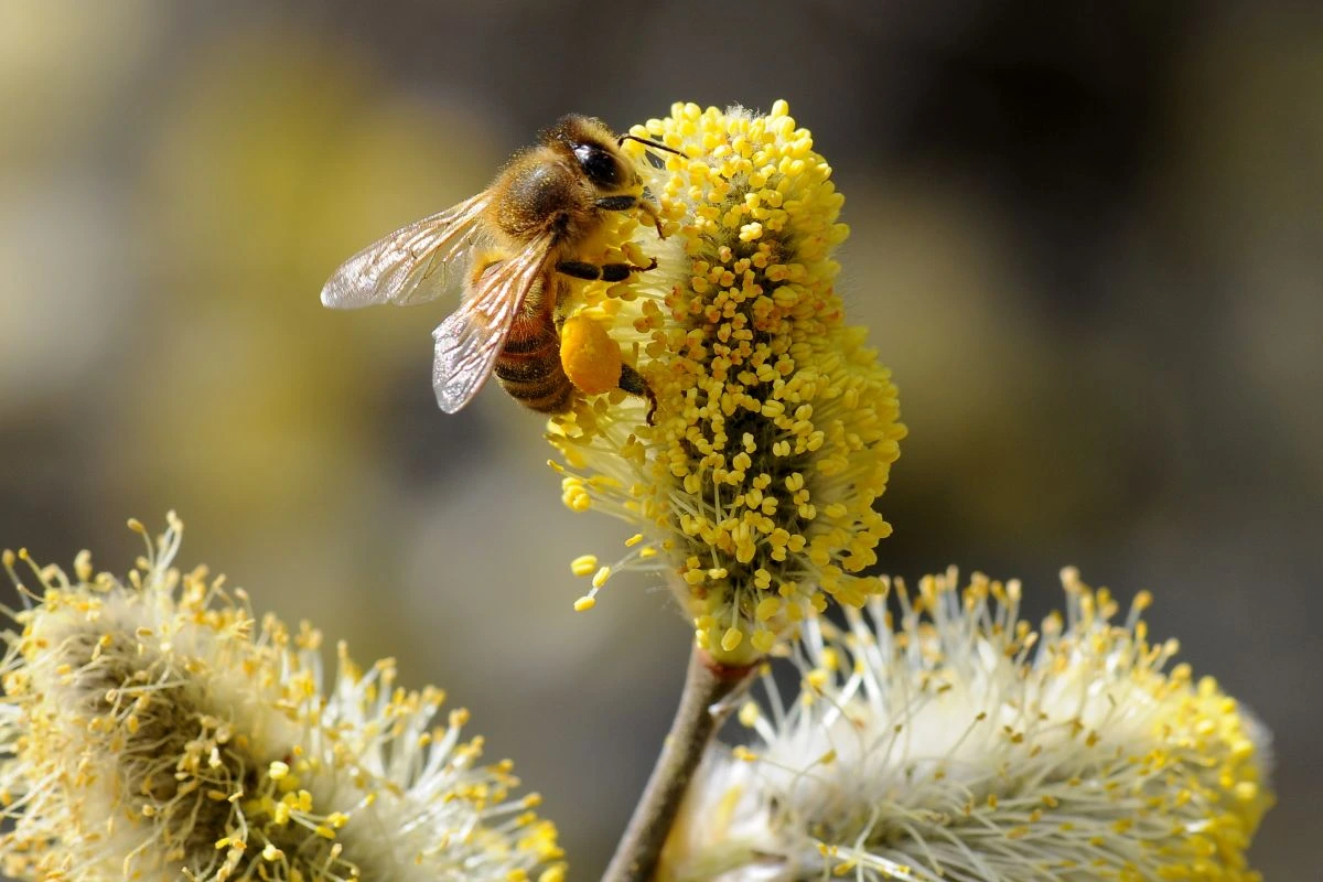 Westliche Honigbiene auf den Blüten einer Sal-Weide (Foto: Dr. Eberhard Pfeuffer / LBV)
