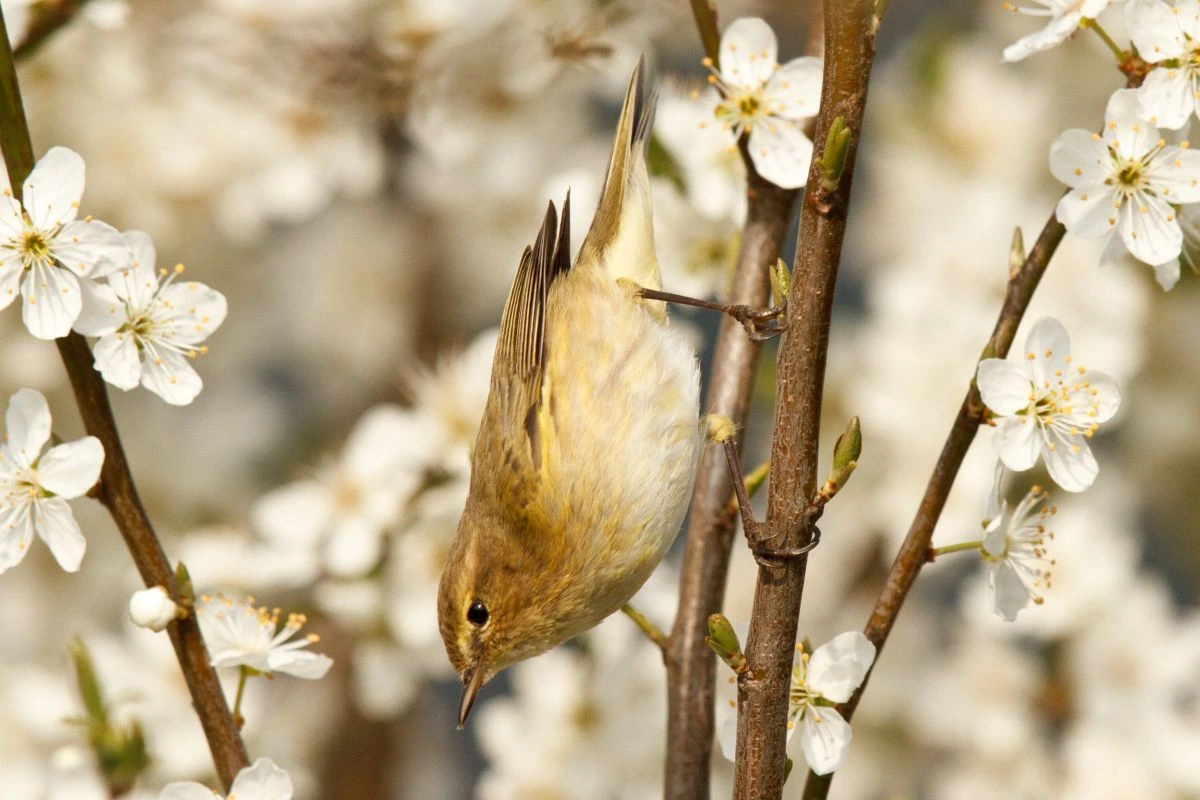 Zilpzalp auf Schlehe (Foto: Rosl Rößner / LBV)