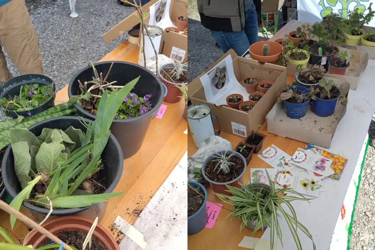 Pflanzentauschbörse des Bund Naturschutz in Unterschleißheim (Fotos: Johanna Krichling)