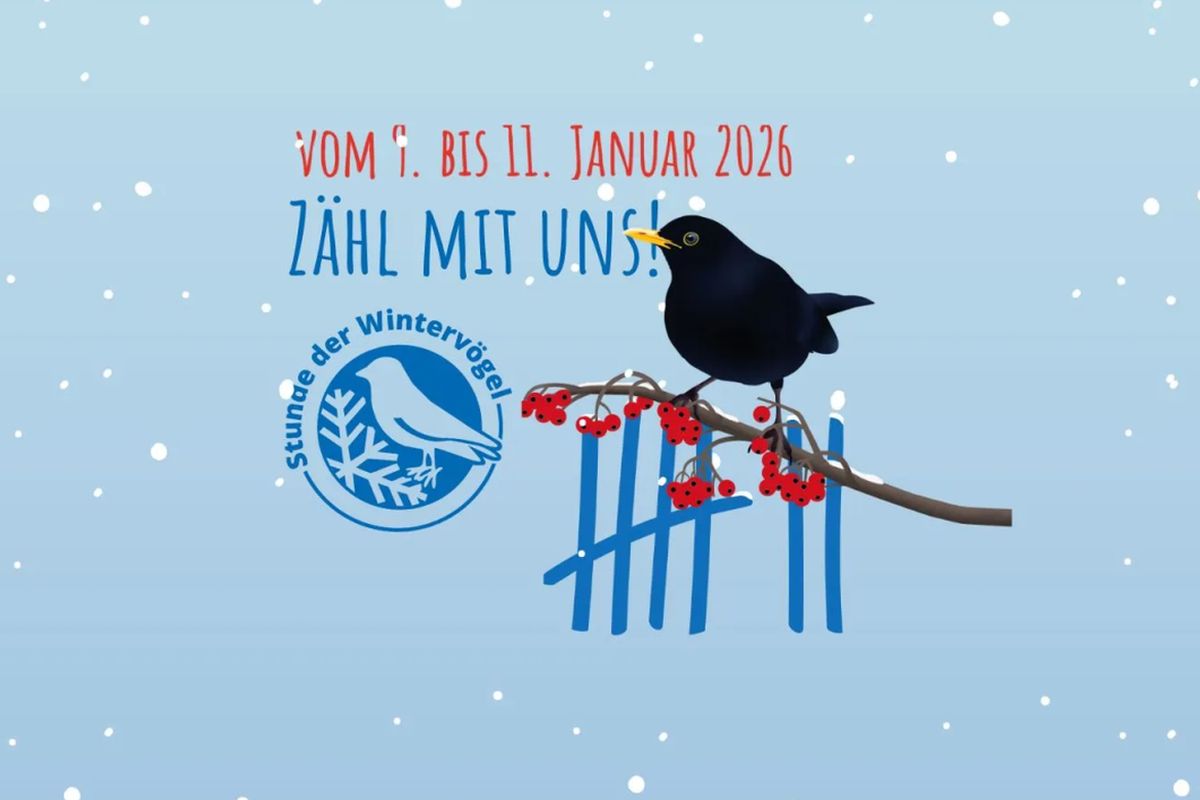 Stunde der Wintervögel 2026 (Grafik: NABU)