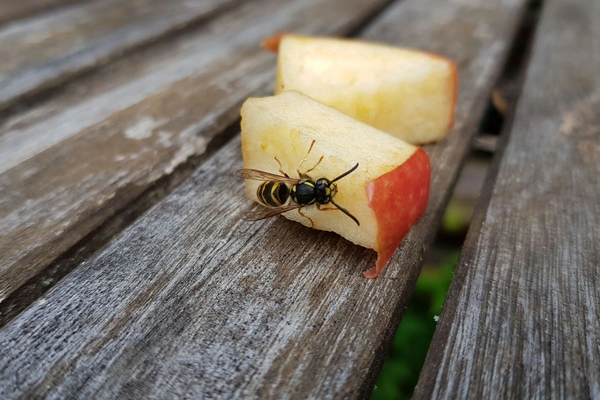 Wespe sitzt auf einem Stückchen Apfel (Foto: Peter Bria / LBV)
