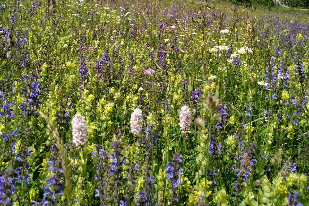 Wildblumenwiese (Foto: Peter Marwan)